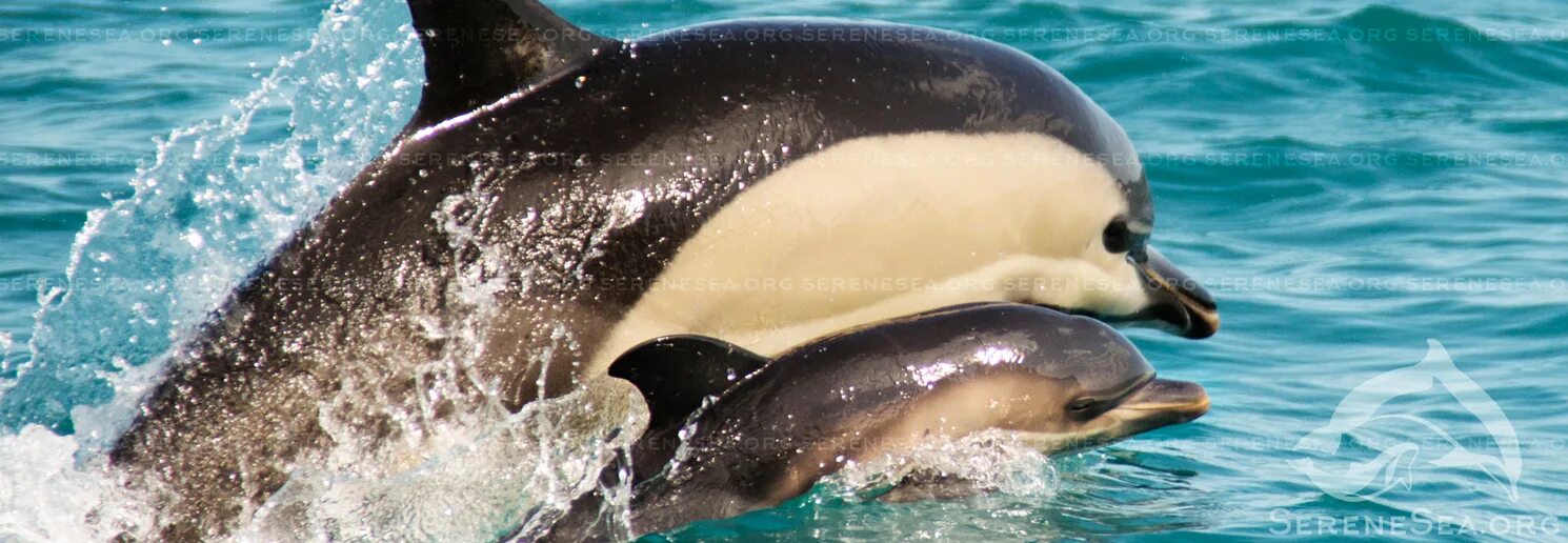бутылконосый дельфин. морские млекопитающие баренцева моря. галапагосский морской лев. морские млекопитающие дельфины. большой арктический заповедник морж.