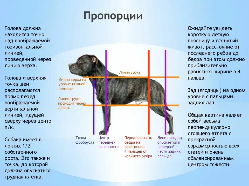 Стаффордширский терьер стандарт. Стаффордширский бультерьер стандарт породы. Стандарт стаффордширского бультерьера. Амстафф стандарт породы РКФ.