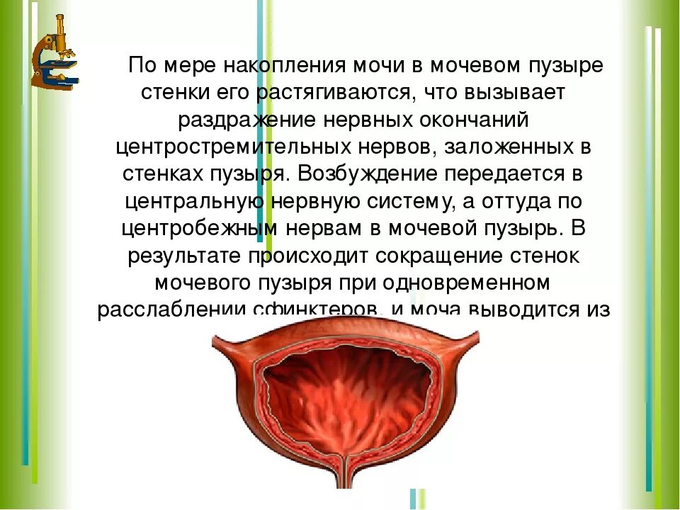 Остаточная моча в мочевом пузыре у мужчин. Стен через мочевой пузырь. Сокращение стенок мочевого пузыря. Через сколько вода попадает в пузырь