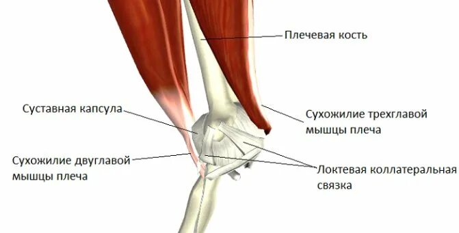 Связки локтя. Сухожилия локтевого сустава анатомия. Связки локтевого сустава анатомия. Связочный аппарат локтевого сустава. Мышцы локтевого сустава анатомия и связки.