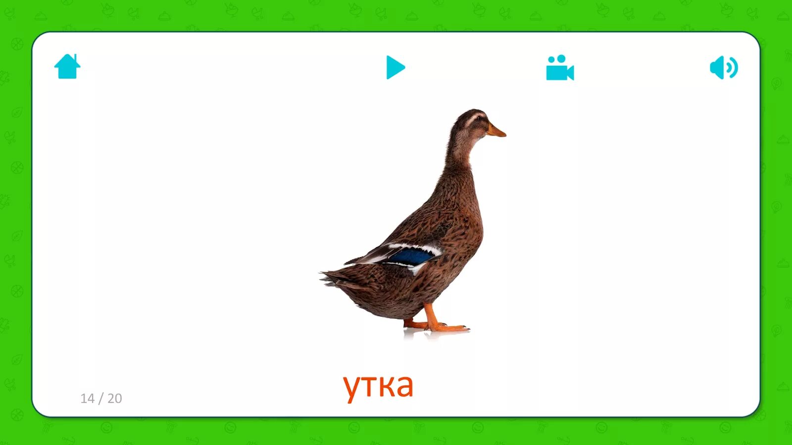 Слово duck. Утка карточка для детей. Домашние птицы карточки для детей селезень. Утка с надписью. Гусь карточка для детей.