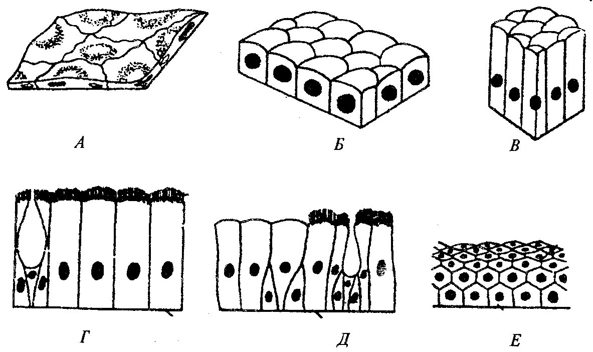 Эпителиальная ткань однослойный эпителий. Плоский эпителий кубический эпителий. Однослойный эпителий Тип клеток. Эпителиальная ткань покровный однослойный эпителий.