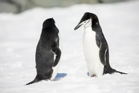 Виктория Боня мен Степан Менщиков порно видео