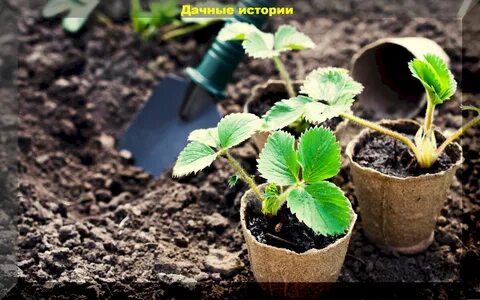 Осеннее обновление клубничной плантации: важные правила позднеосенней посадки кл