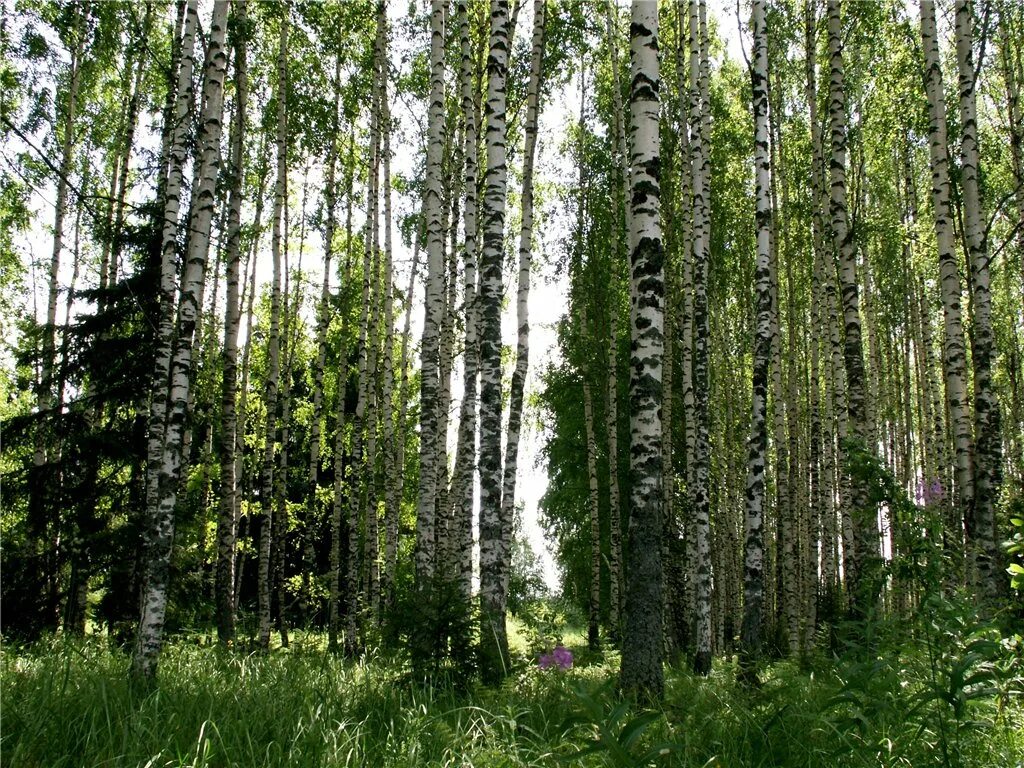 Сосново березовый лес. Смешанные Березово-сосновые леса. Березово еловый лес. Берёзовая роща Сосновый Бор. Березовая ель