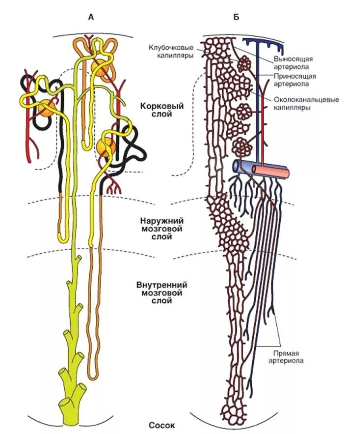 Строение коркового нефрона. Нефрон строение корковое и мозговое вещество. Типы нефронов в почке физиология. Строение нефрона в корковом и мозговом. Схема коркового нефрона.