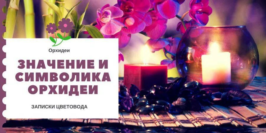 Орхидея приметы. Орхидея значение. значение орхидеи на языке цветов. орхидея что символизирует. записки цветовода.