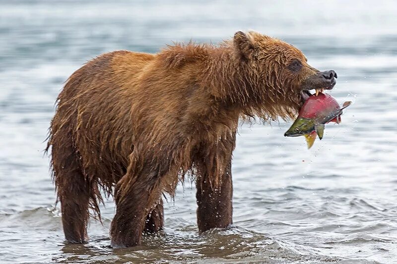 камчатка медведь с рыбой. гризли фильм 1988. бурый медведь в татарстане. Fill the bear. кроноцкий заповедник бурый медведь.