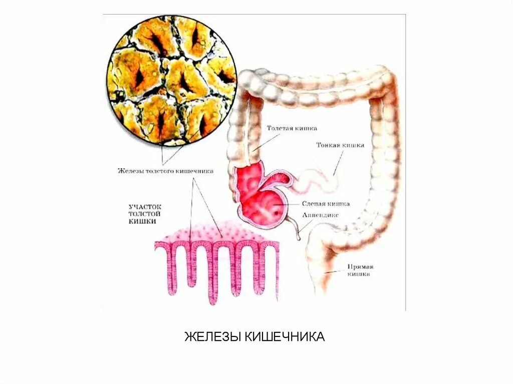 Kishki twitch. Железы кишечника строение. Железы кишечника строение и функции. Кишечные железы толстой кишки. Железы Толстого кишечника строение.