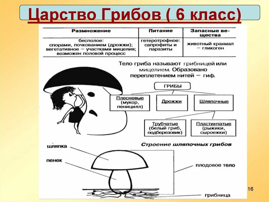 Признаки грибов 7 класс. Характеристики грибов по биологии 7 класс. Схема многообразие грибов. Конспект по биологии 5 класса характеристика царства грибов. Царство грибов основное.