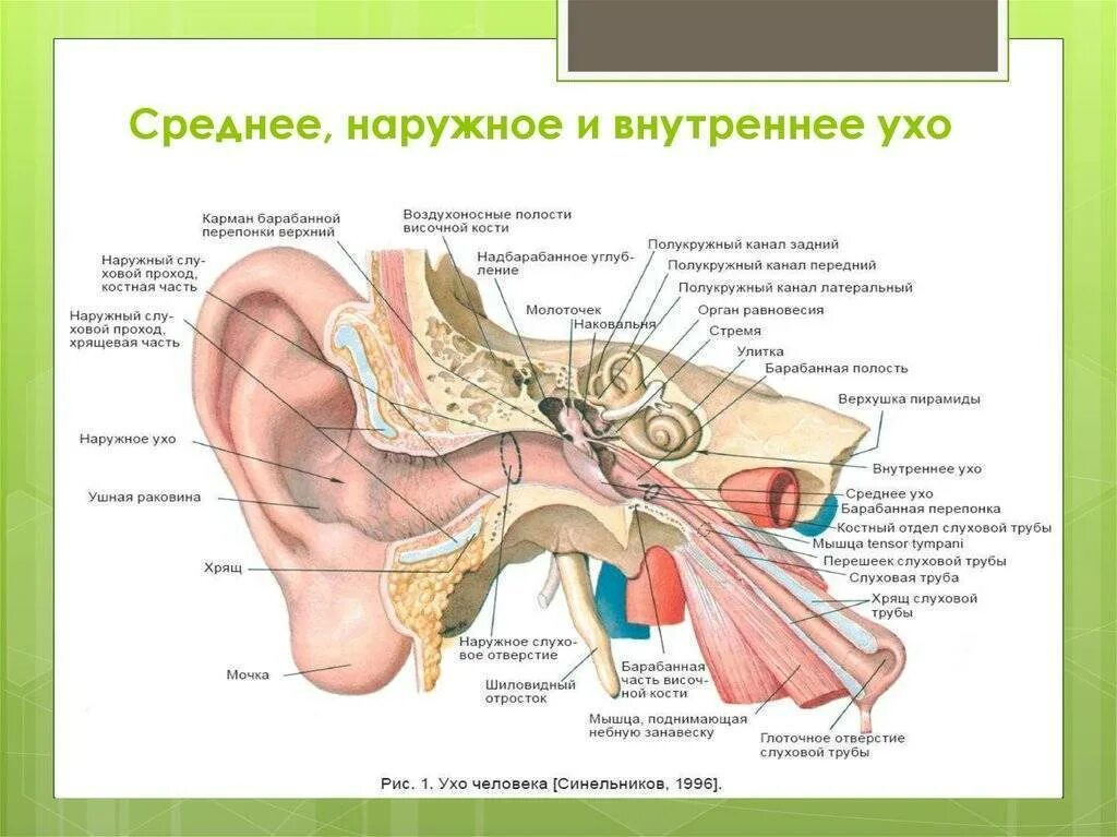 Орган слуха анатомия наружный слуховой проход. Строение наружного среднего и внутреннего уха анатомия. Строение внутреннего уха орган слуха. Барабанная полость и слуховая труба.