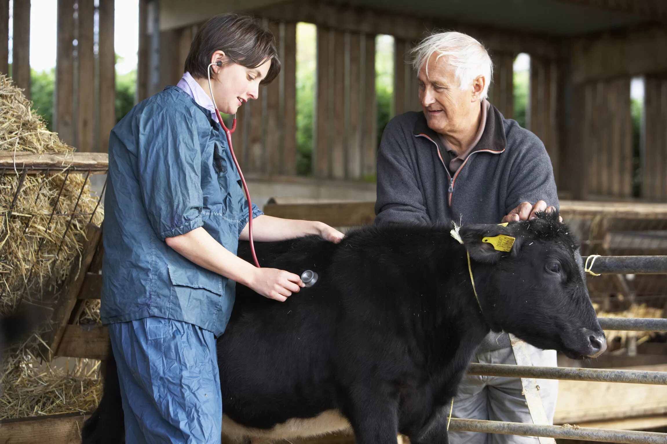 Кто ухаживает за животными. Ветеринария в сельском хозяйстве. Ветеринария в животноводстве. Ветеринар на ферме. Ветеринар с коровой.