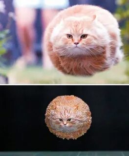 Memes фото