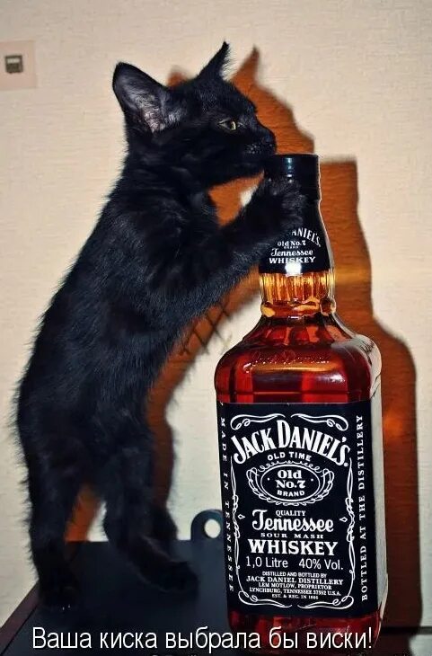 Девушка с бутылкой виски. Девушка с бутылкой виски. Шутки про виски. Песня та что любит виски. Песня та что любит виски.