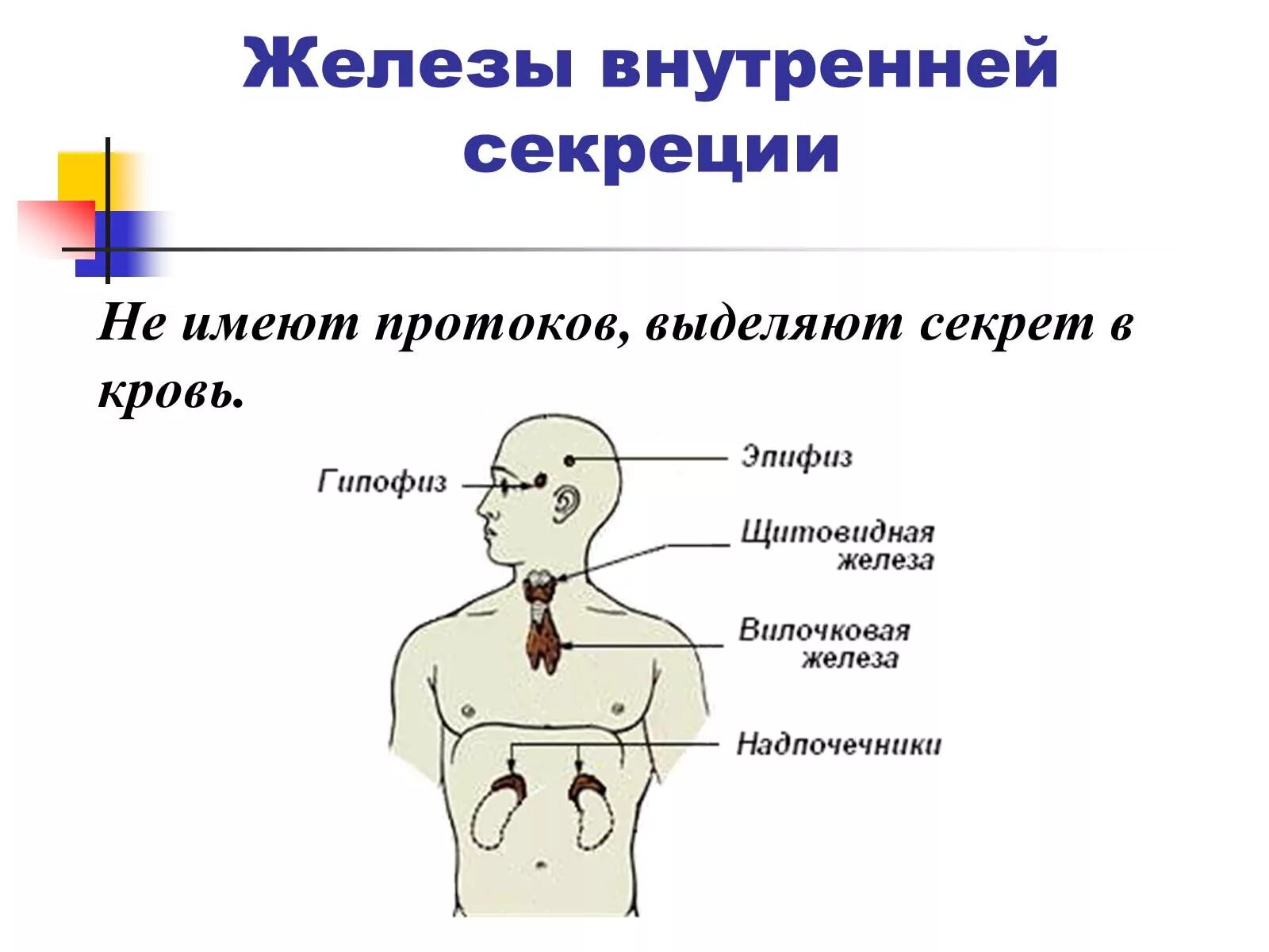 Потовые железы внутренней секреции. Желез смешанной внутренней и внешней секреции. Местоположение желез внутренней секреции. Железы внешней секреции эпифиз щитовидная железа.
