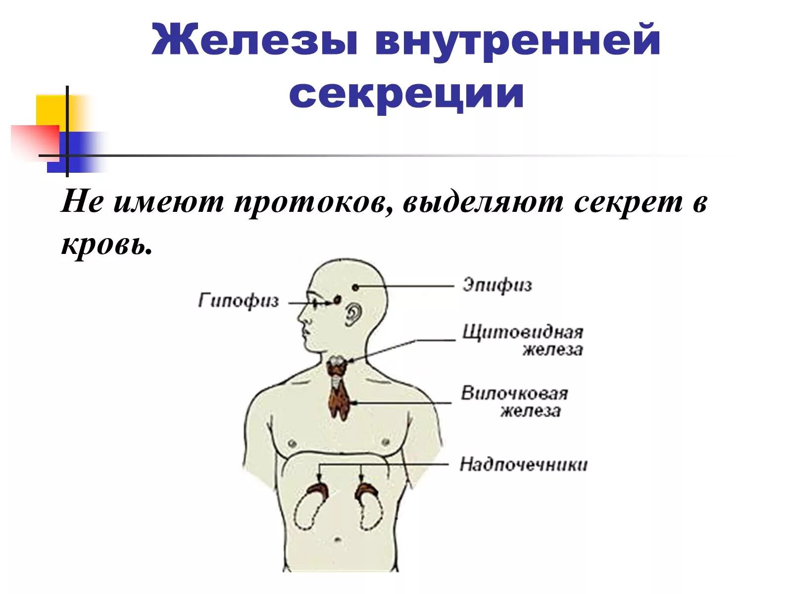 Потовые железы внутренней секреции. Желез смешанной внутренней и внешней секреции. Местоположение желез внутренней секреции. Железы внешней секреции эпифиз щитовидная железа. Железы смешанной секреции имеют протоки