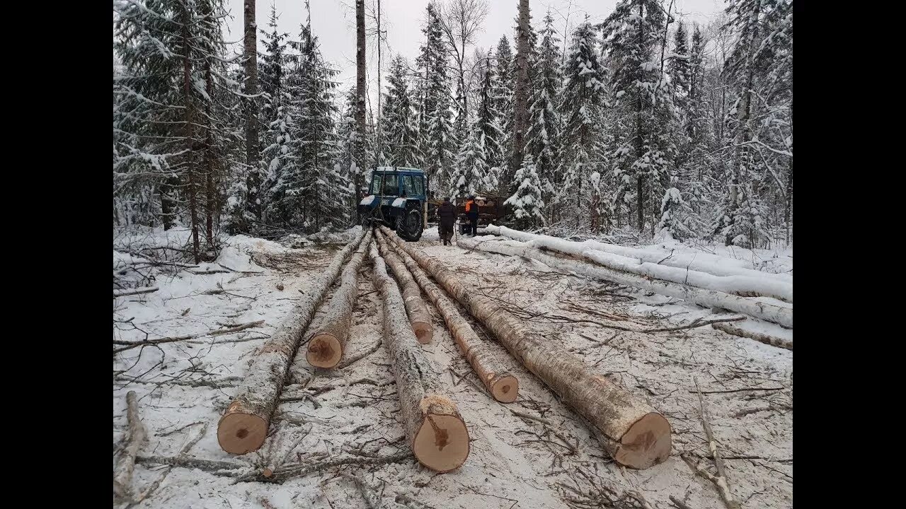 Как получить бесплатную делянку