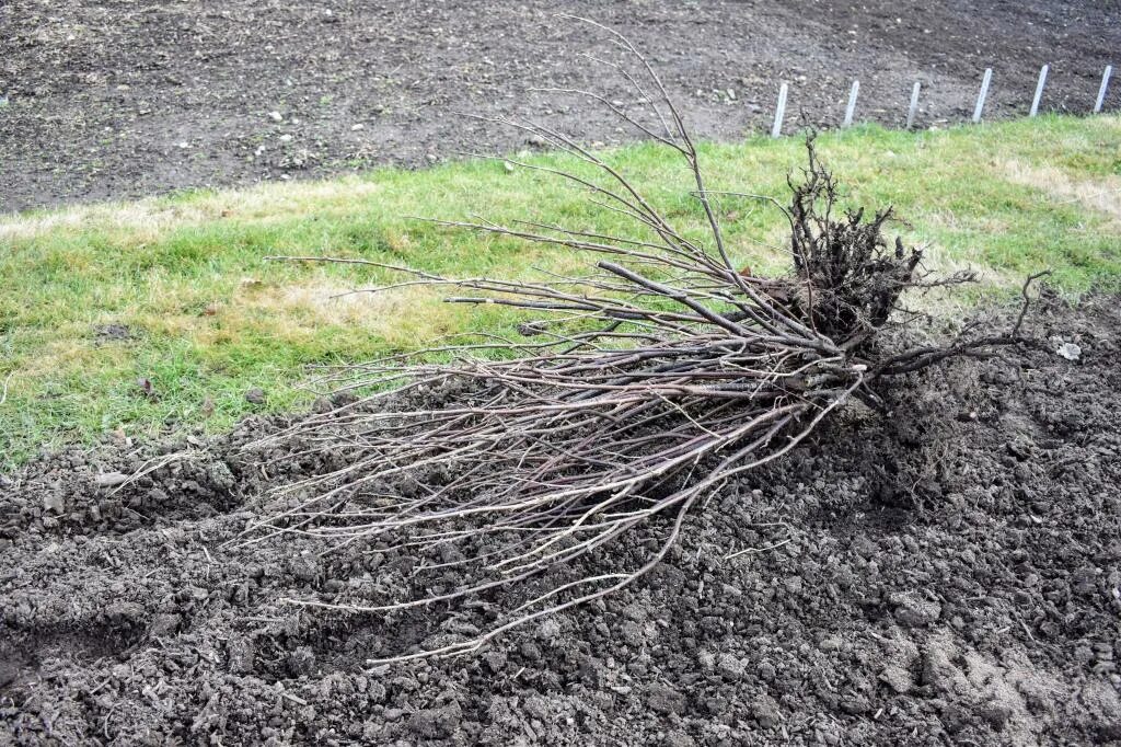 Деленки древовидного пиона. Выкорчевка пней. Пересадить древовидный пион. Высадка роз в открытый грунт. Выкопка кустов.