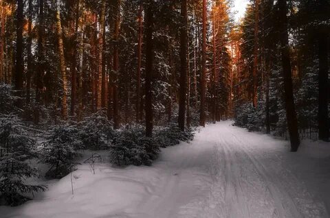 Жизнь под снегом в лесу