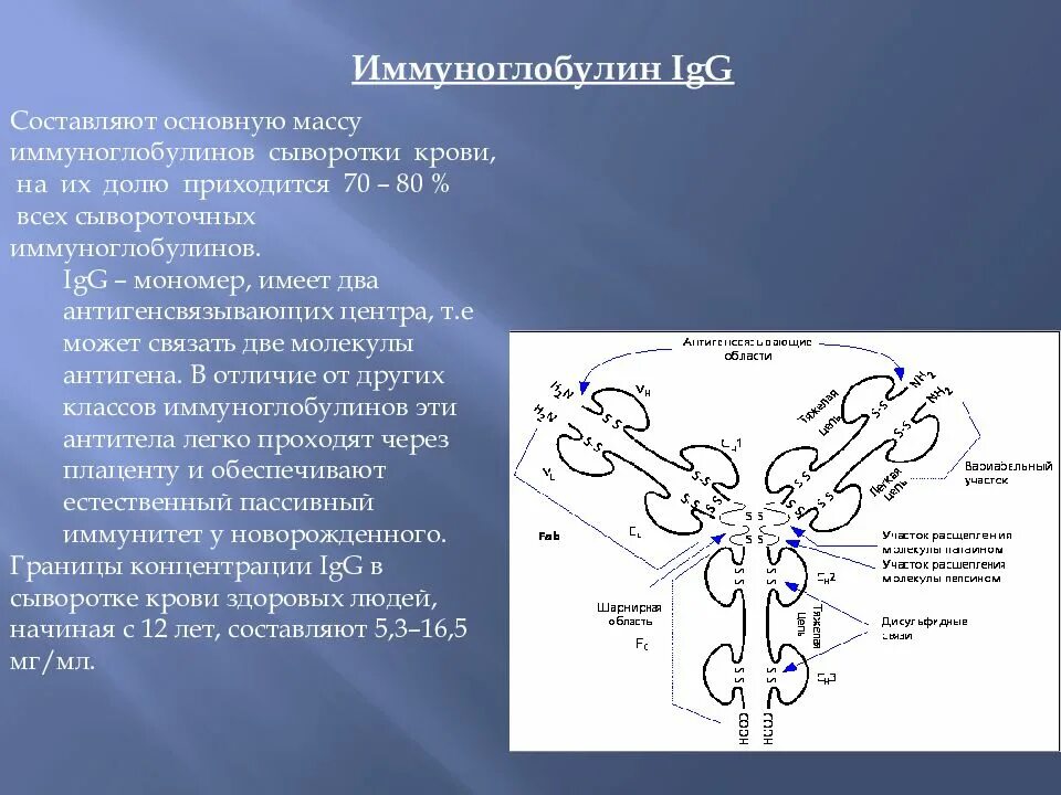 Группа иммуноглобулинов. Структура иммуноглобулина. Строение иммуноглобулина. Антигенсвязывающие участки иммуноглобулинов. Число антигенсвязывающих центров иммуноглобулинов.