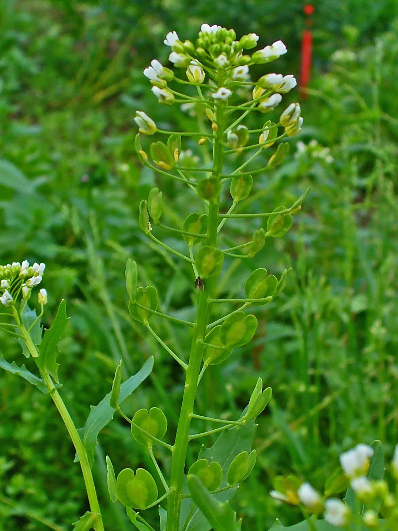 Файл:Capsella bursa-pastoris 002.JPG - Вікіпедія