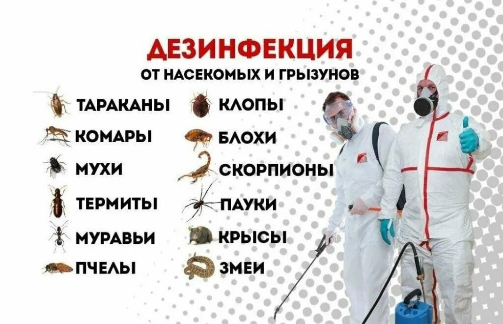 Вызов тараканов на дом. Дезинфекция от клопов. дезинсекция клопов. дезинфекция от клопов и тараканов. обработка от клопов и тараканов.