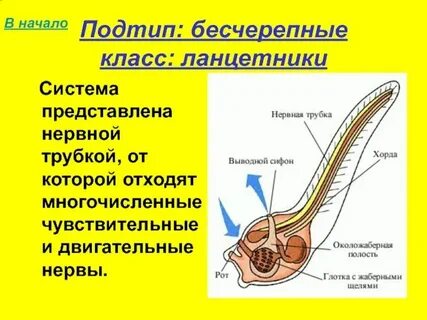 Нервная система представлена нервной трубкой