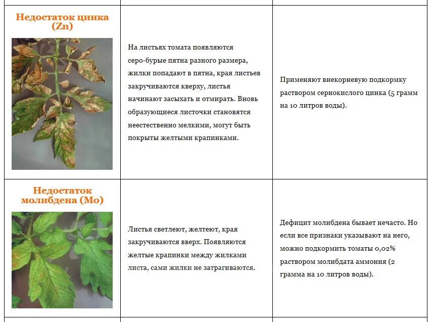 Определить нехватку микроэлементов по листьям томатов. Нехватка микроэлементов у томатов. Таблица нехватки микроэлементов у растений томатов. Томаты. Таблица болезни листьев. Что не хватает рассаде помидор