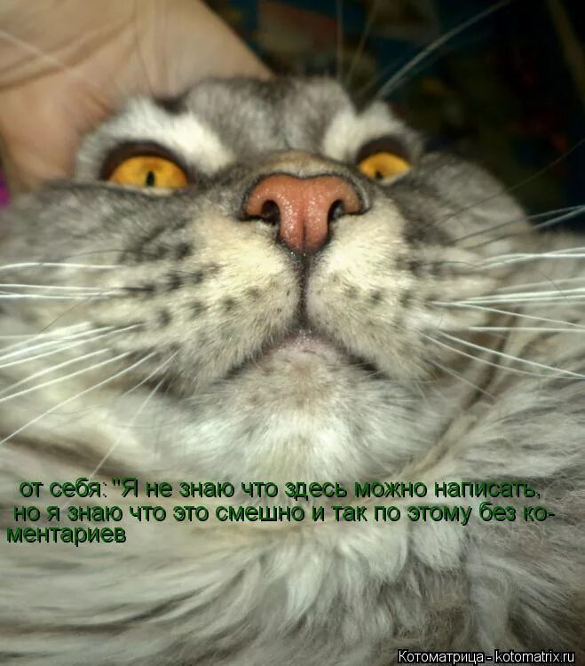 Фразеологизмы рисунки. Физрук мем. За уши не оттащишь. За уши не оттащишь. За уши не оттащишь.