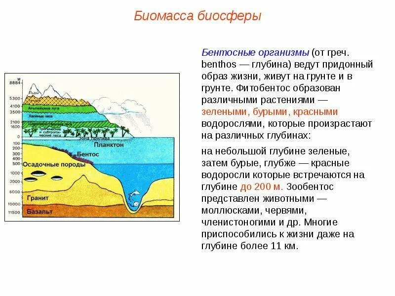 Биомасса биосферы. Биомасса биосферы кратко. Биомасса поверхности суши и мирового океана. Биосфера биомассаповерхностьсуши и мирового океана. Больше всего заселена живыми организмами