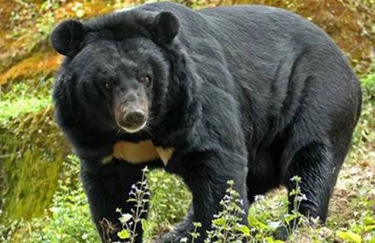 Евразия медведи. Гималайский белогрудый медведь. Гималайский медведь в Сихотэ-Алинь. Уссурийский Гималайский медведь. Белогрудый медведь Сихотэ Алинь.