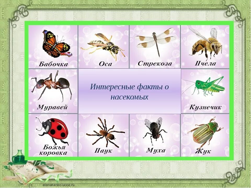 Насекомые тема детского сада. Насекомые для дошкольников. Насекомые для детей рассказать. Насекомые картинки. Насекомые с названиями для детей.