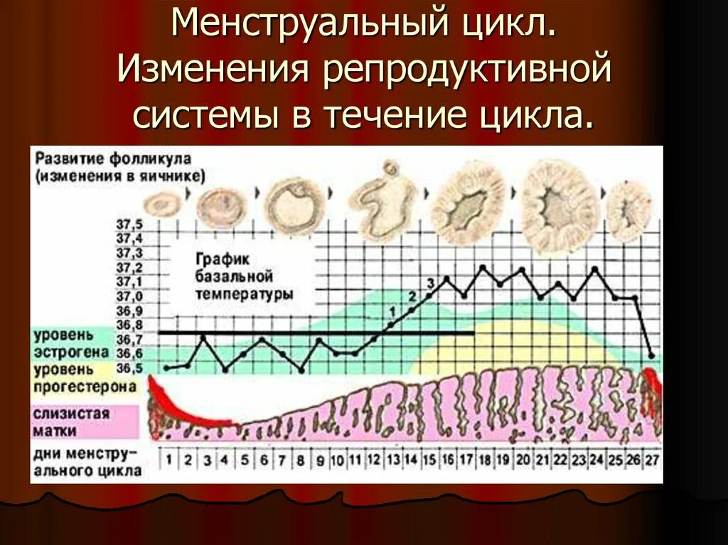 Сколько длится цикл. График менструального цикла и базальной температуры. График базальной температуры менструационного цикла. Цикл женской менструационного цикла. Менструальный цикл уровни нарушения.