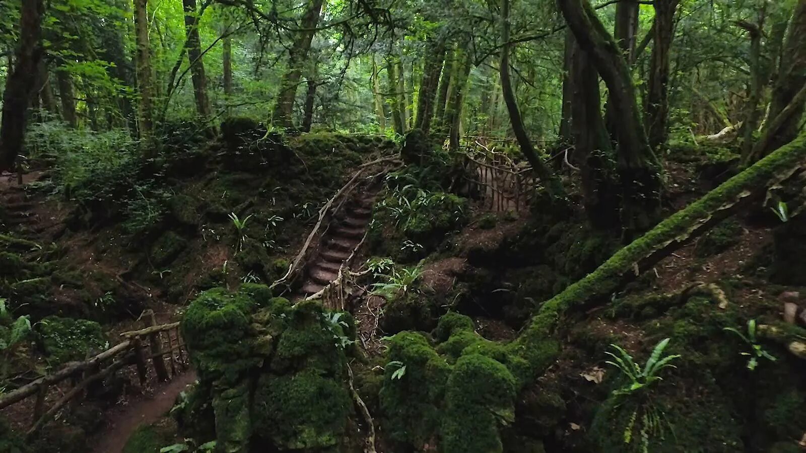 Королевский лес дин глостершир англия. Лес отзаретта испания. Лес пазлвуд. Пазлвуд. Королевский лес дин.