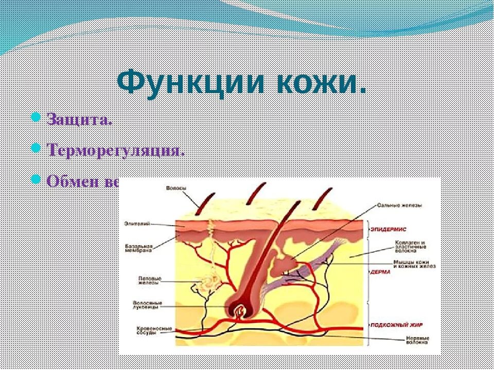 Строение и функции кожи. Функция терморегуляции кожи. Защитная функция кожи. Функции кожи человека. Роль кожи в терморегуляции организма 8 класс