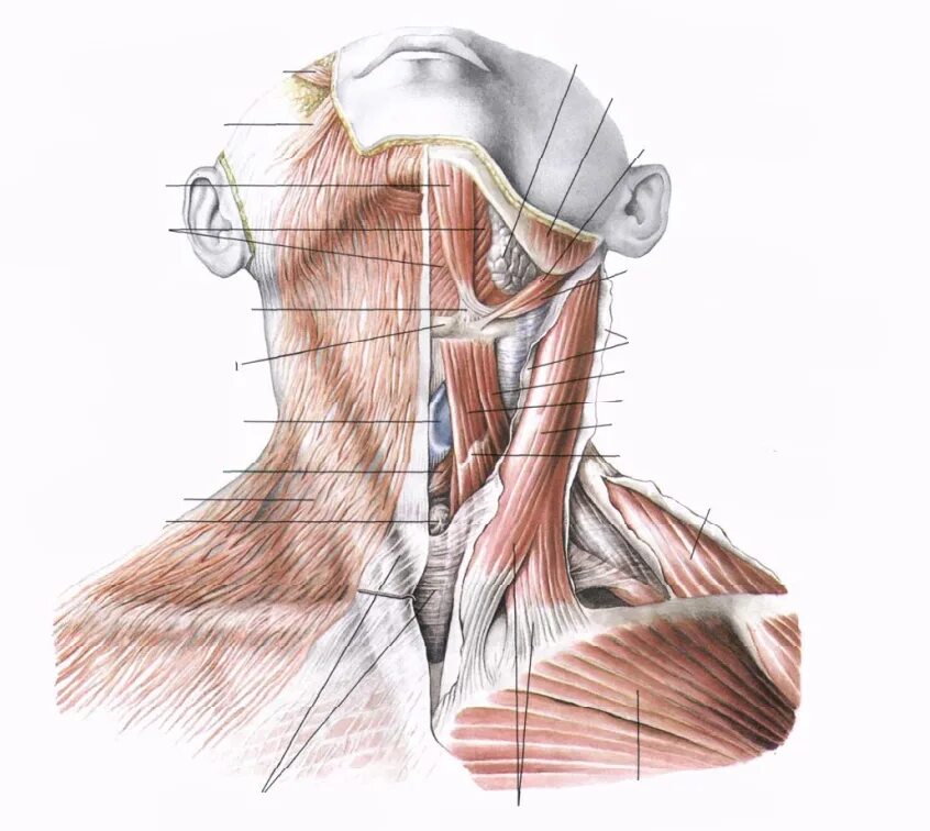 Шея снизу. Анатомия мышц грудино-ключичного. Челюстно подъязычная мышца анатомия. Строение шеи сбоку у мужчин. Анатомия человека мышцы лопаточно-подъязычная.