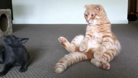 Шотландский кот сидит