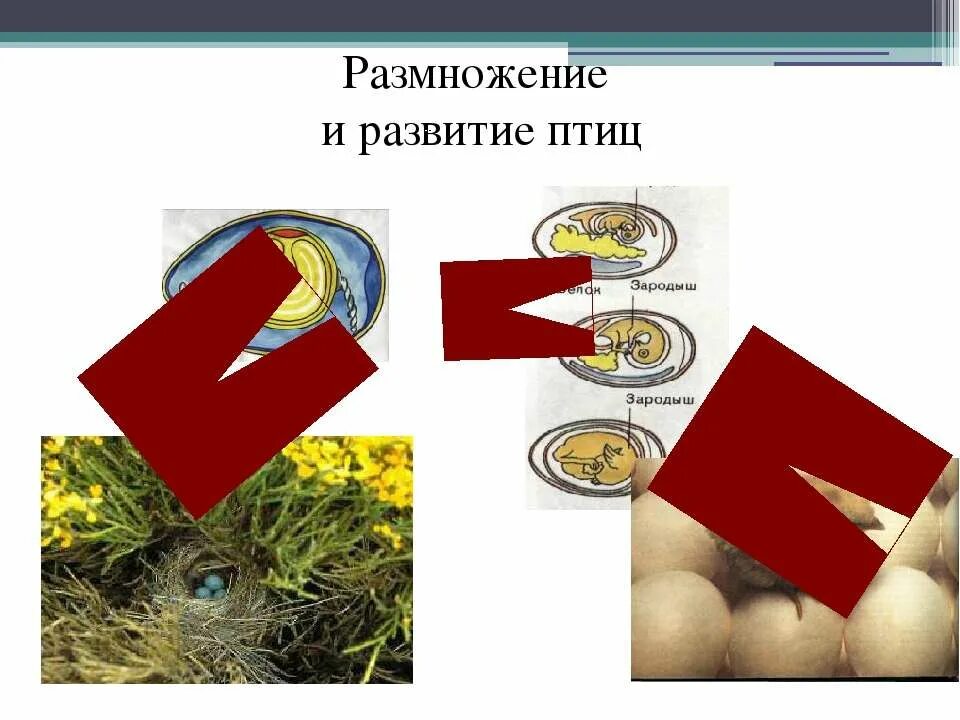 Размножение и развитие птиц. Развитие птиц.