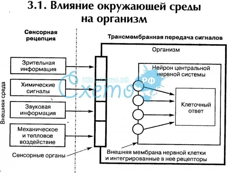 Влияние внешних среды на здоровье человека. Влияние внешней среды на организм. Влияние факторов внешней среды на организм. Воздействие внешней среды на организм человека. Влияние внешней среды на развитие организма.