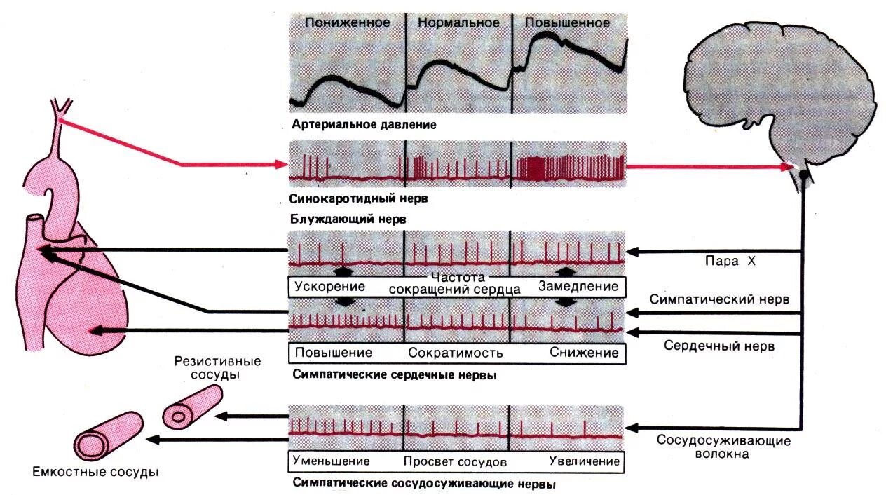 Влияние симпатического нерва на ЧСС. Эффекты блуждающего нерва на артериальное давление. Влияние раздражения блуждающего нерва на деятельность сердца. Влияние раздражения блуждающего нерва на кровяное давление.