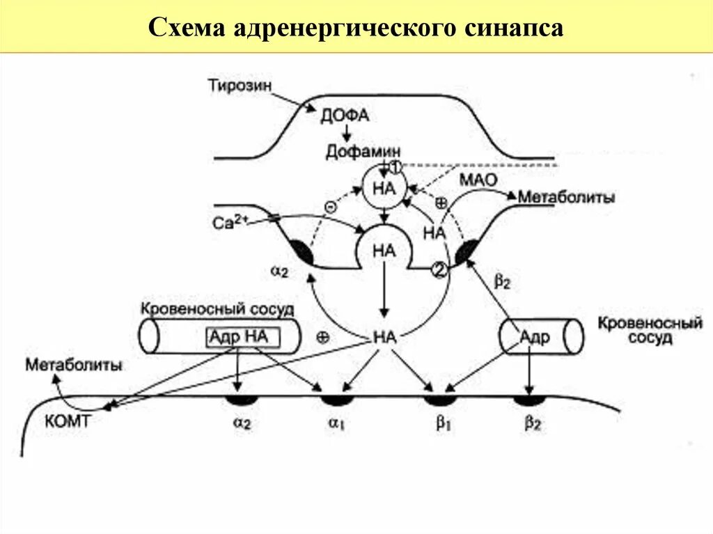 Схема механизма действия адренорецепторов. Схема адренергического синапса фармакология. Альфа адренорецепторы механизм действия схема. Строение адренорецепторов биохимия. Захват дофамина