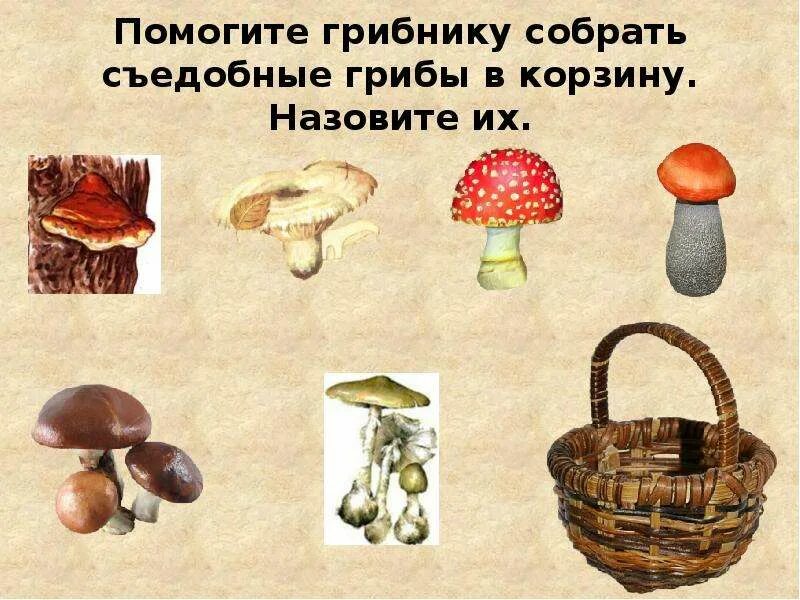 Сколько радости грибнику доставляет полное лукошко нарисуй. Собери в корзинку съедобные грибы. задание собери съедобные грибы. многоклеточные грибы. собери в лукошко только съедобные грибы.