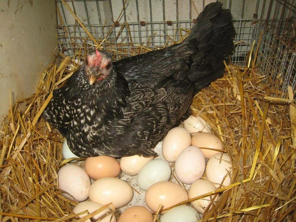 Сколько курица высиживает яйца до цыпленка дней. Куры Виандот серебро. Наседка курица высиживает яйца. Маран (порода кур). Курица Брама Квочка.