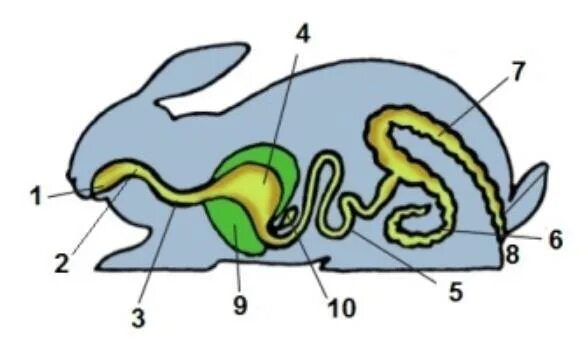 Из каких отделов состоит пищеварительный тракт млекопитающих. Пищеварительная система млекопитающих заяц. Органы пищеварительной системы зайца. Пищеварительная система млекопитающих 7 класс. Пищеварительная система млекопитающих схема.