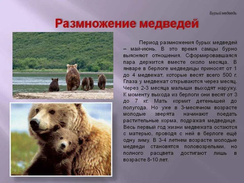 Какую территорию занимает медведь