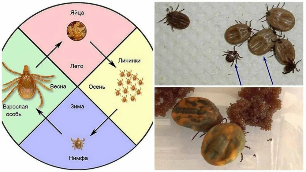 Иксодовые клещи развитие: найдено 87 изображений