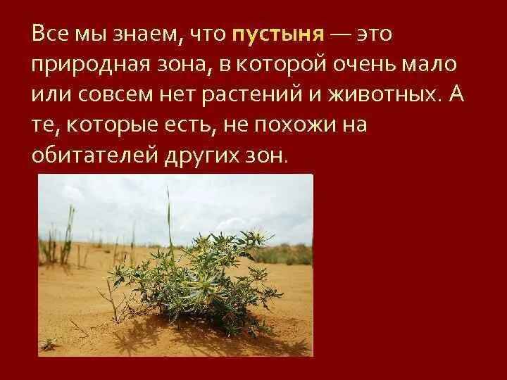 Интересные факты о пустыне России. Растение дело пустынь в России. Сообщение о природной зоне. Пустыня что необходимо знать.