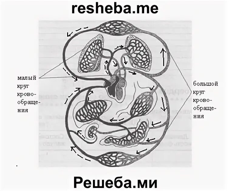 Тест кровообращение у животных 8 класс. Тест кровообращение у животных 8 класс