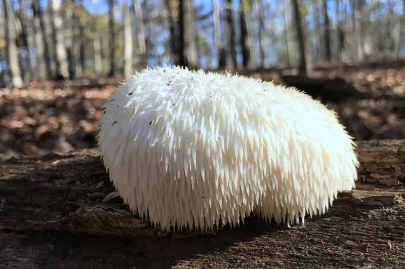 Гриб пила. Грибы в тренде. Hericium Erinaceus Production. Hericium Erinaceus HD.