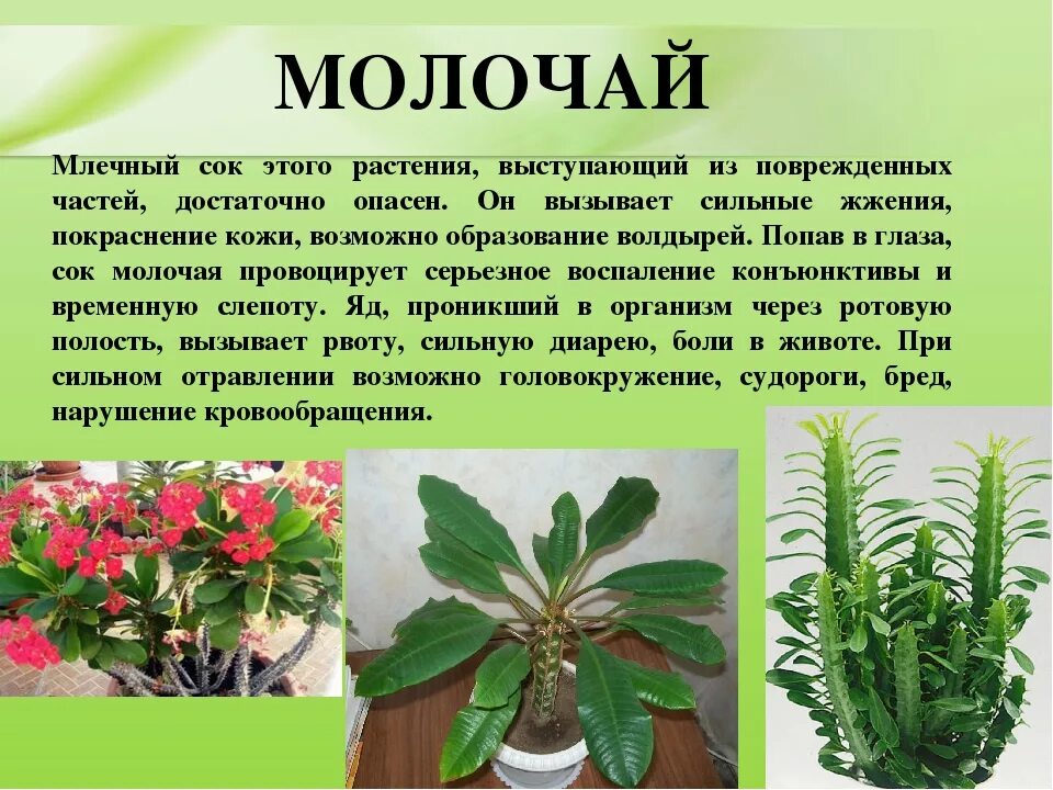 Почему название цветка